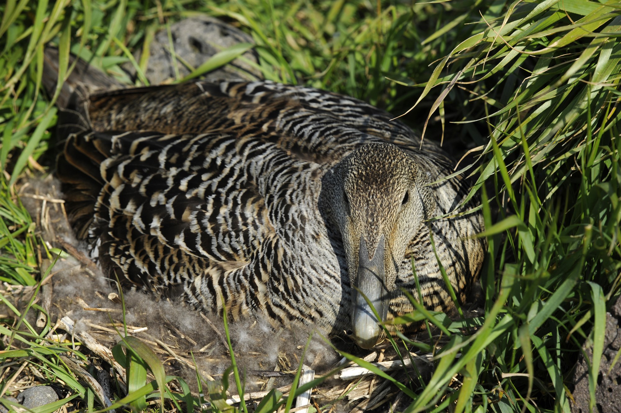 Ekkert hægt að gera