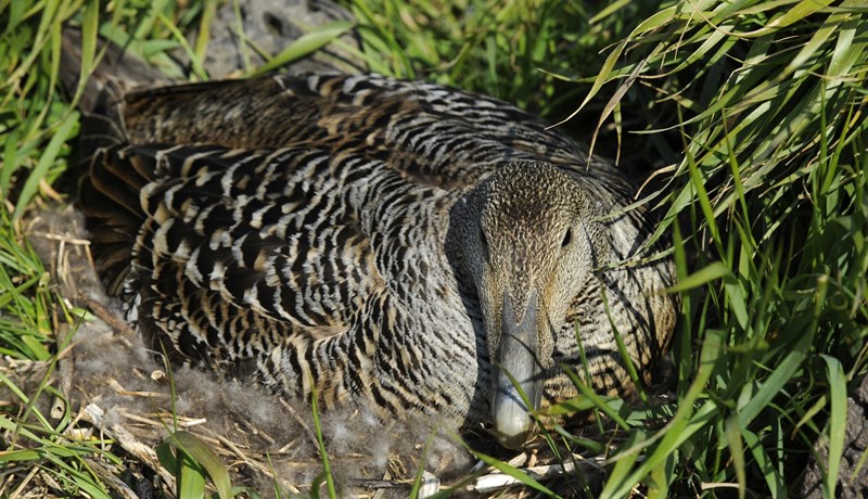 Ekkert hægt að gera