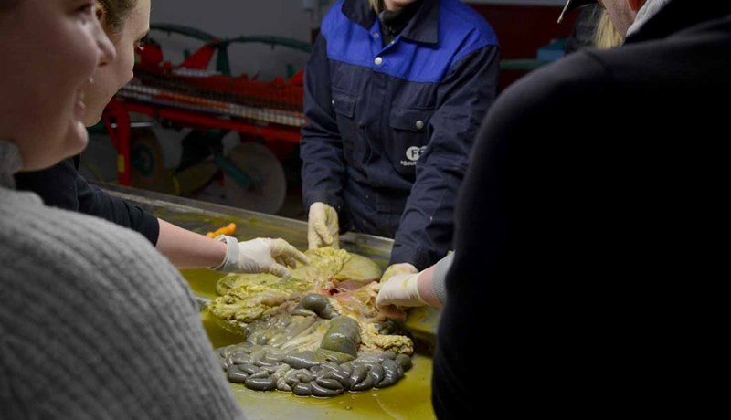 Undirbúningur að dýralæknanámi