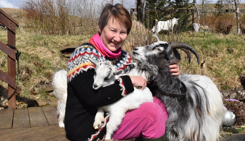 Íslenski geitastofninn enn í útrýmingarhættu