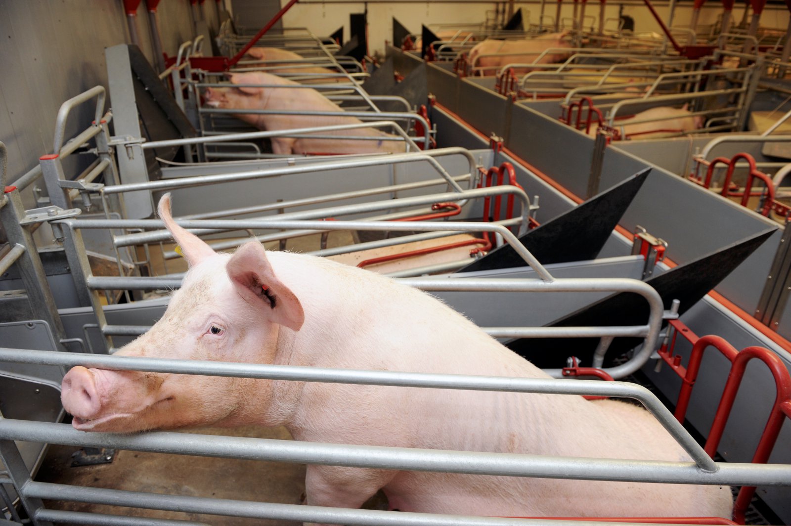 Öflugur stuðningur er víða til að mæta kostnaðarauka bænda