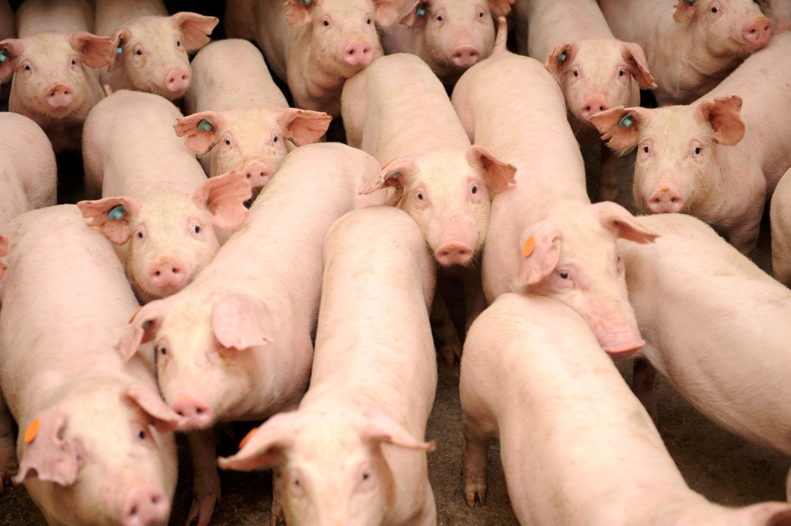 Krafa Stjörnugríss að mestu samþykkt