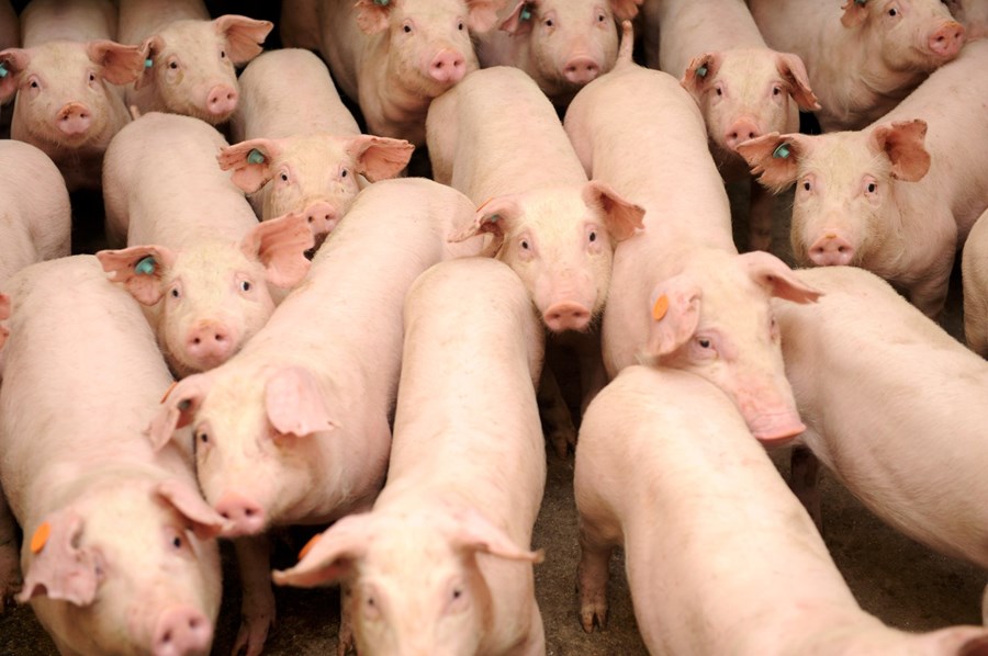 Krafa Stjörnugríss að mestu samþykkt