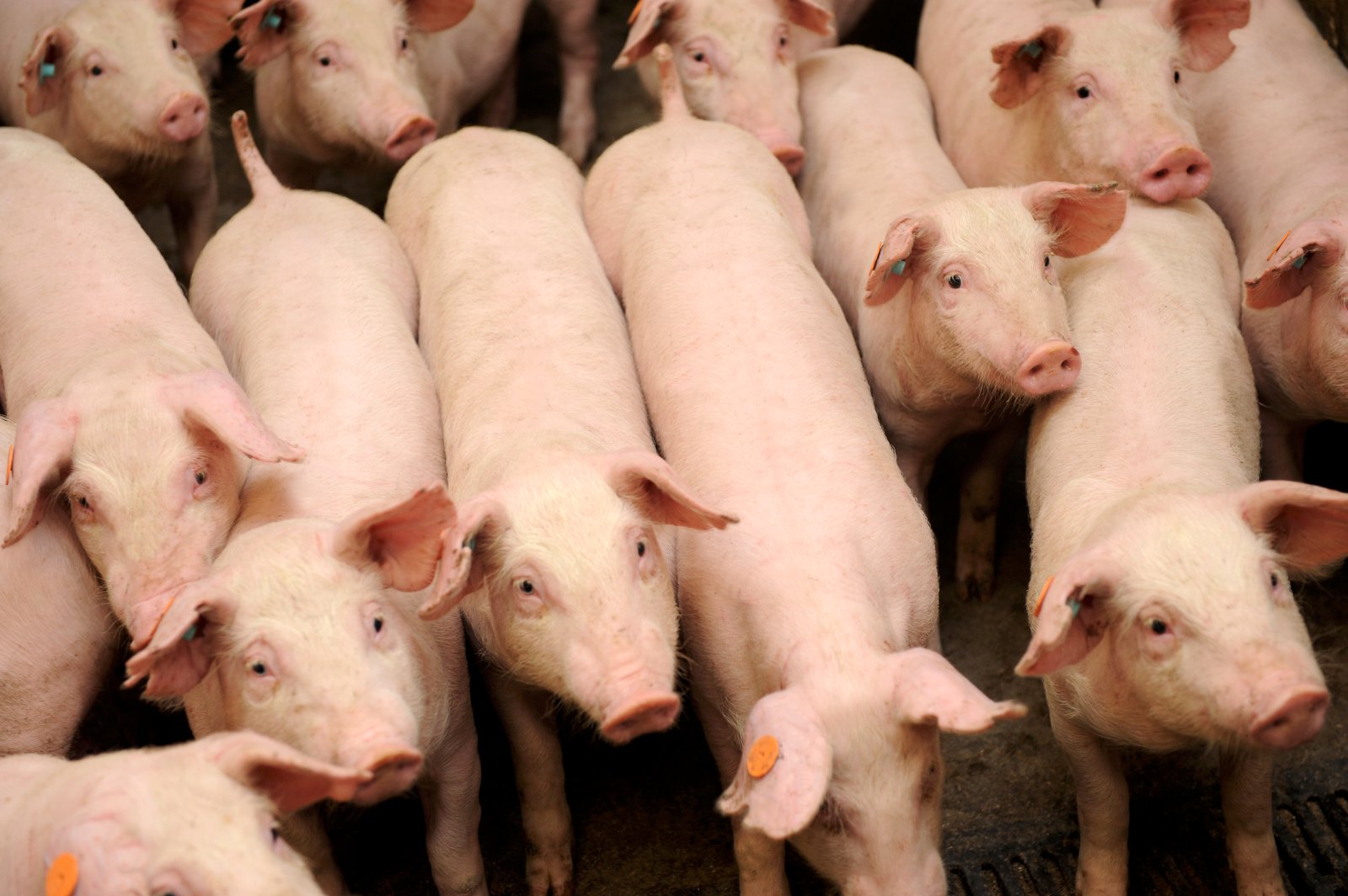 Stefnir í alvarlegt ástand á svínabúum