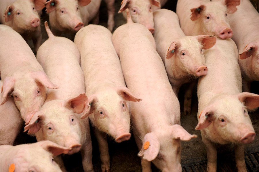 Stefnir í alvarlegt ástand á svínabúum