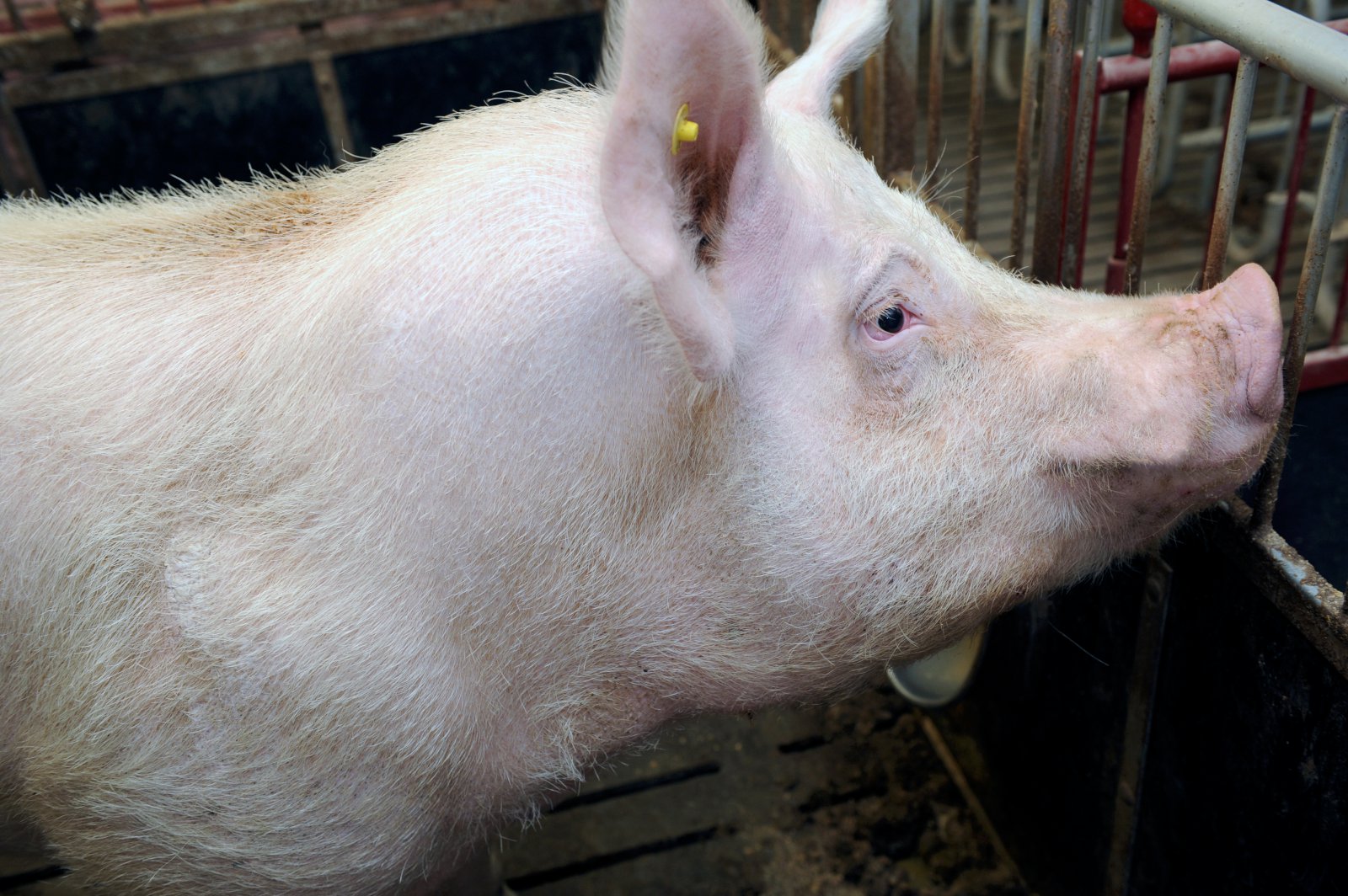 Opnun tollkvóta gerir íslenskum svínabændum mjög erfitt fyrir