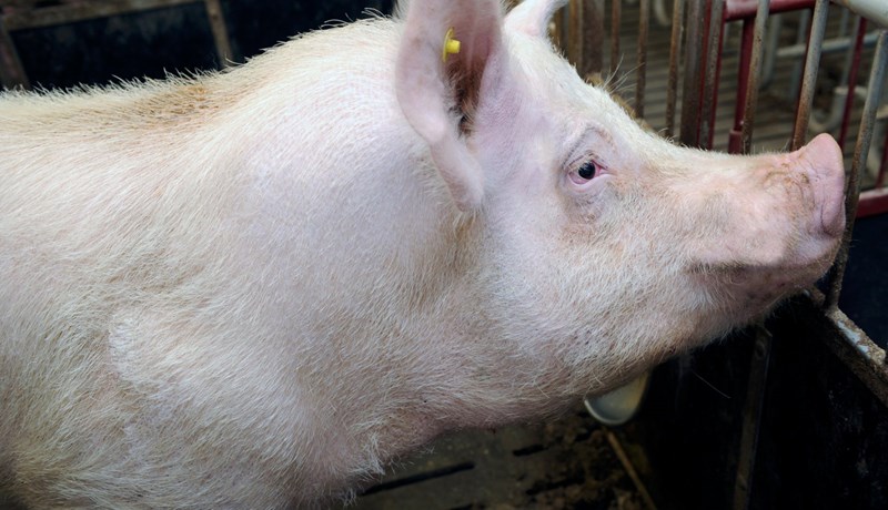 Opnun tollkvóta gerir íslenskum svínabændum mjög erfitt fyrir