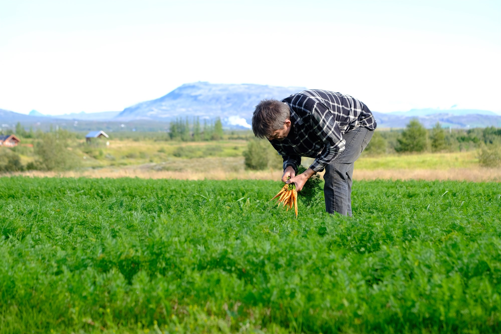 Uppskeruhorfur góðar fyrir rótargrænmeti