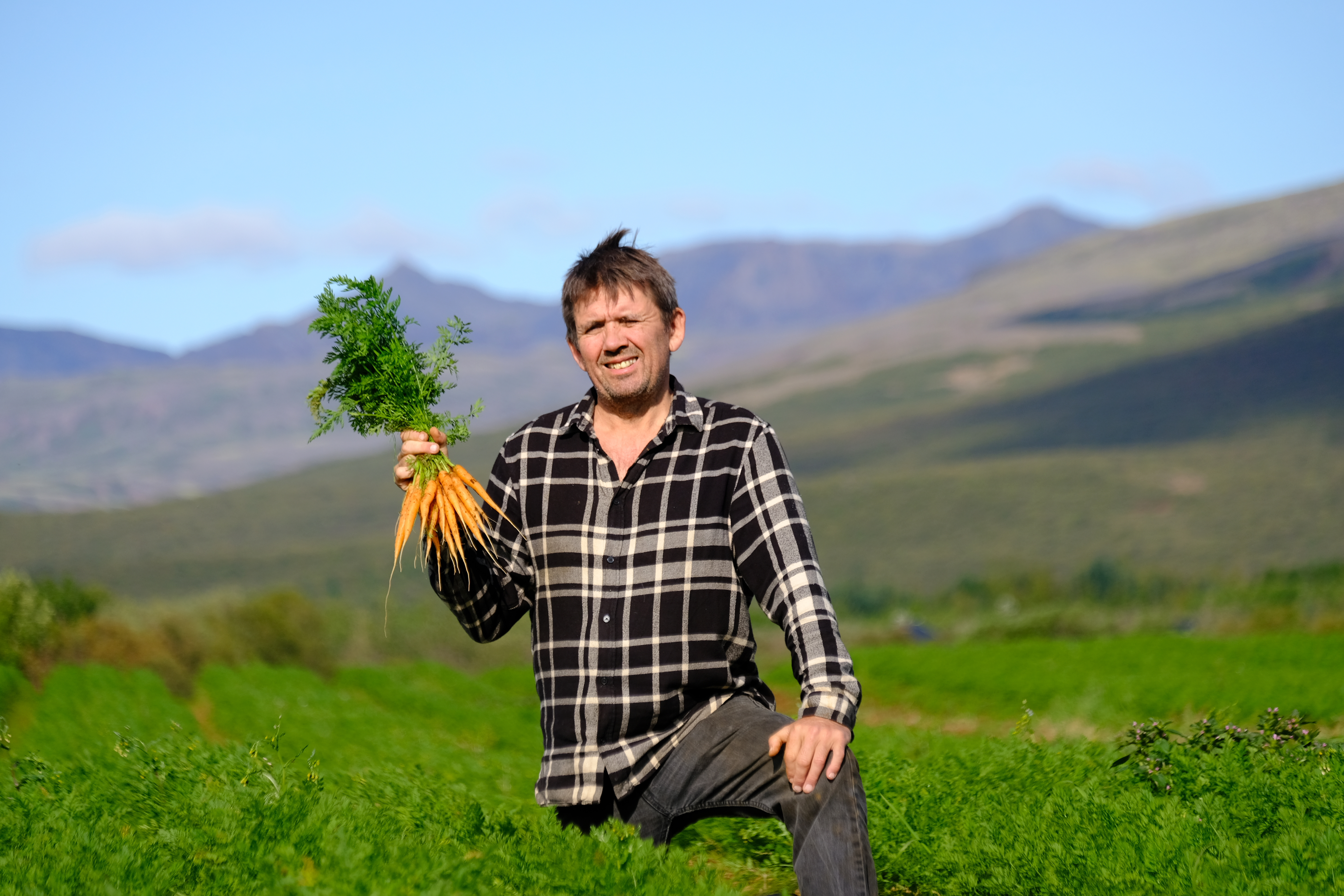 Nýjar íslenskar gulrætur í verslanir