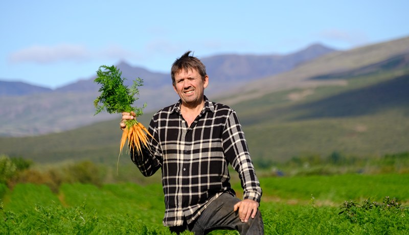 Nýjar íslenskar gulrætur í verslanir