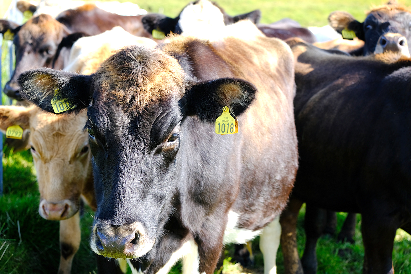 Óheimilt að nota örmerki oftar en einu sinni
