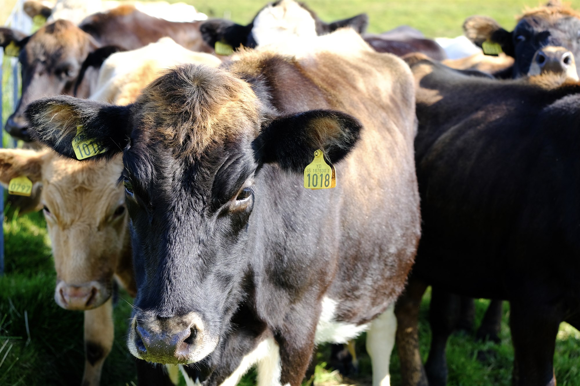 Spretthópur skipaður til að bregðast við afkomuvanda bænda