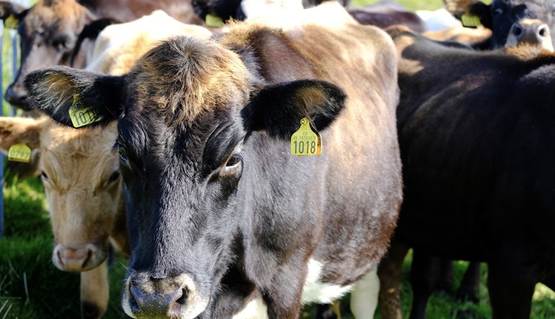 Spretthópur skipaður til að bregðast við afkomuvanda bænda