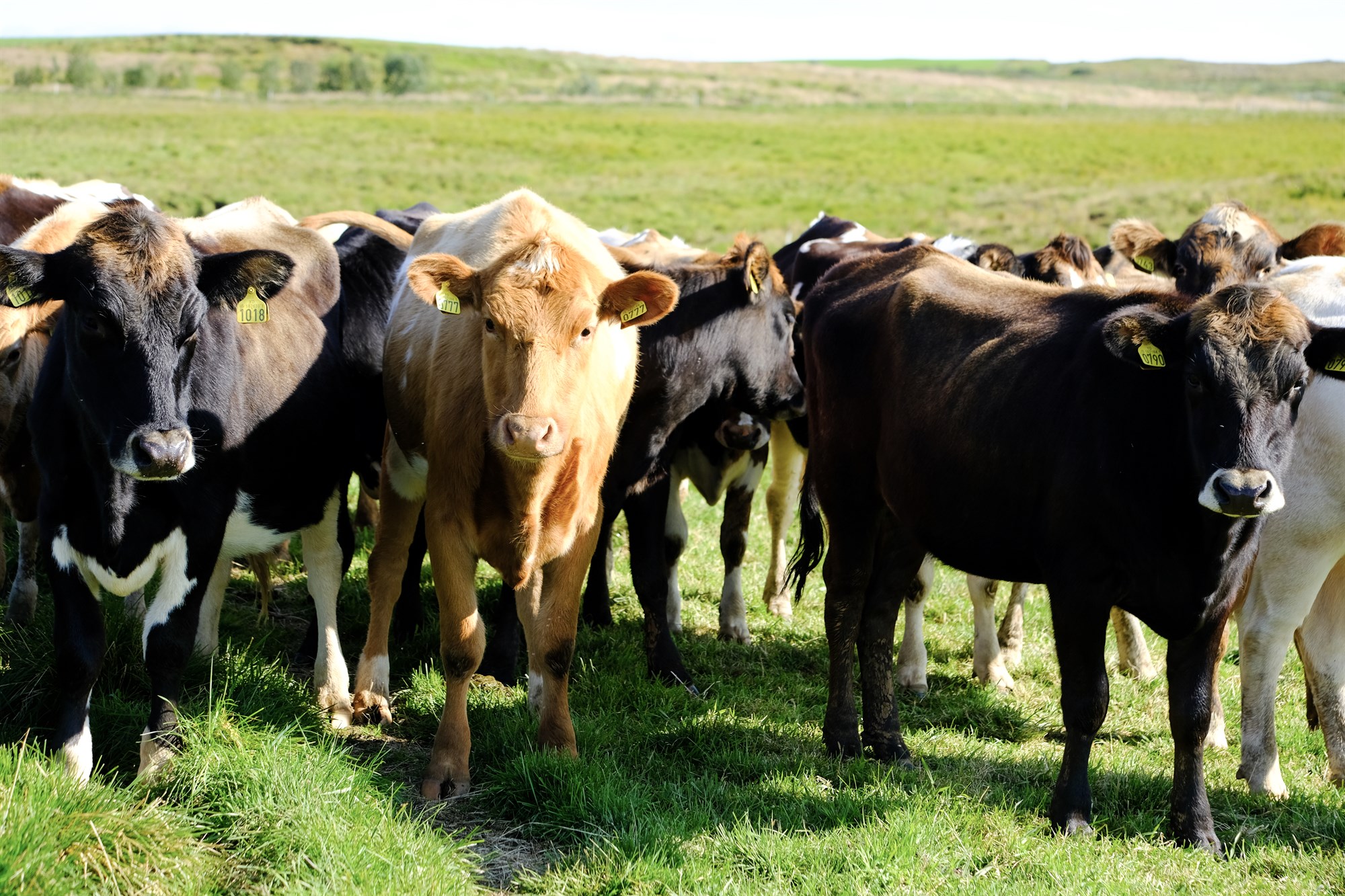 Nautakjötsframleiðendur í mjög erfiðri rekstrarstöðu