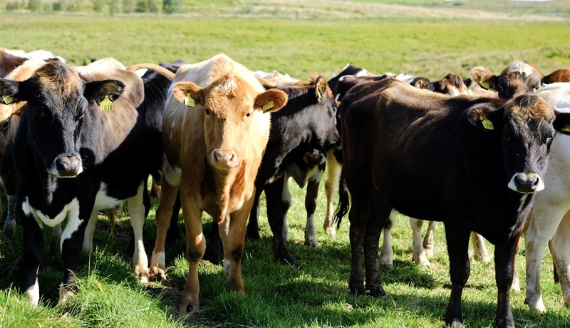 Nautakjötsframleiðendur í mjög erfiðri rekstrarstöðu