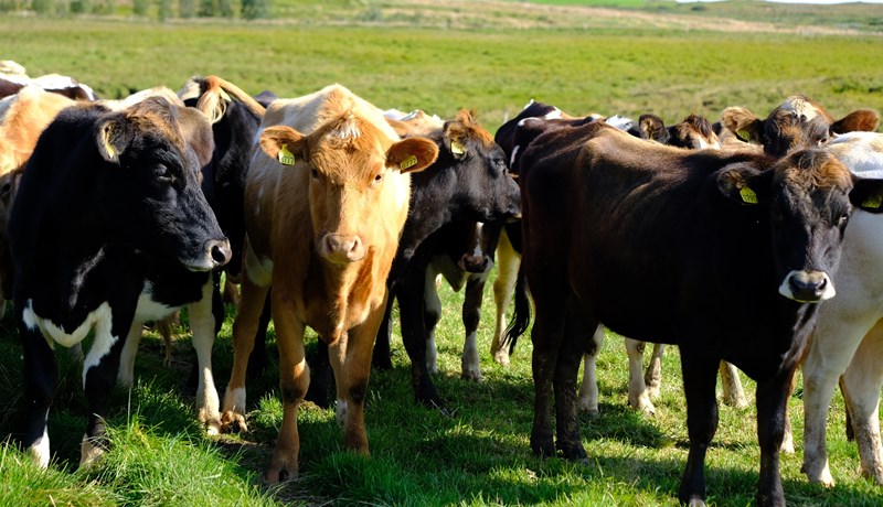 Aðalfundur Landssambands kúabænda samþykkir að sameinast Bændasamtökum Íslands