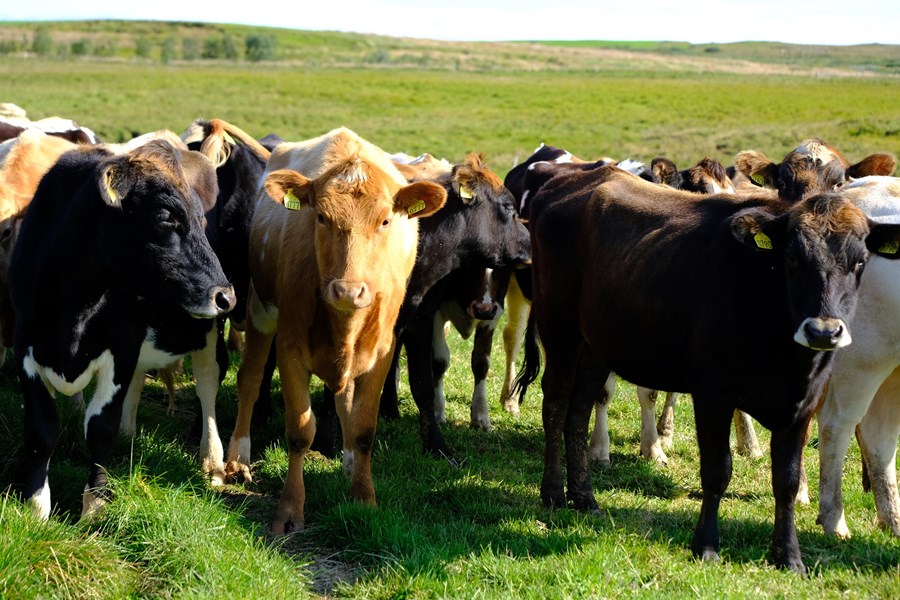 Aðalfundur Landssambands kúabænda samþykkir að sameinast Bændasamtökum Íslands