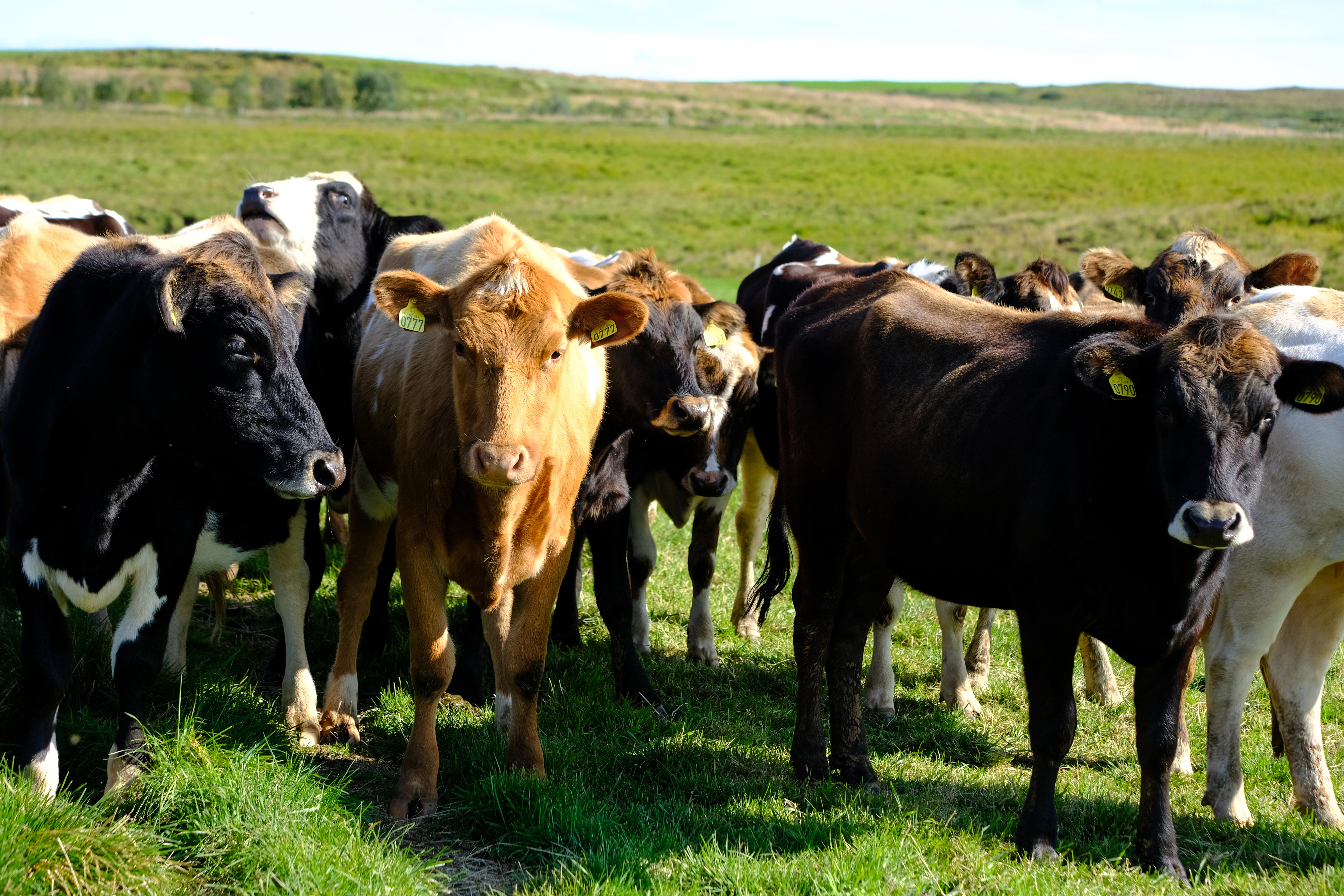 Skipað í samninganefndir vegna endurskoðun á samningi um nautgriparæktina