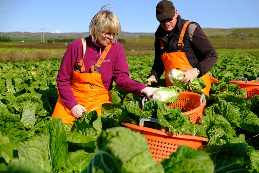 Sigrún og Þröstur hafa aðeins verið að auka hlut sinn í kínakálsræktuninni, en hvítkálsræktunin er ennþá langmest.