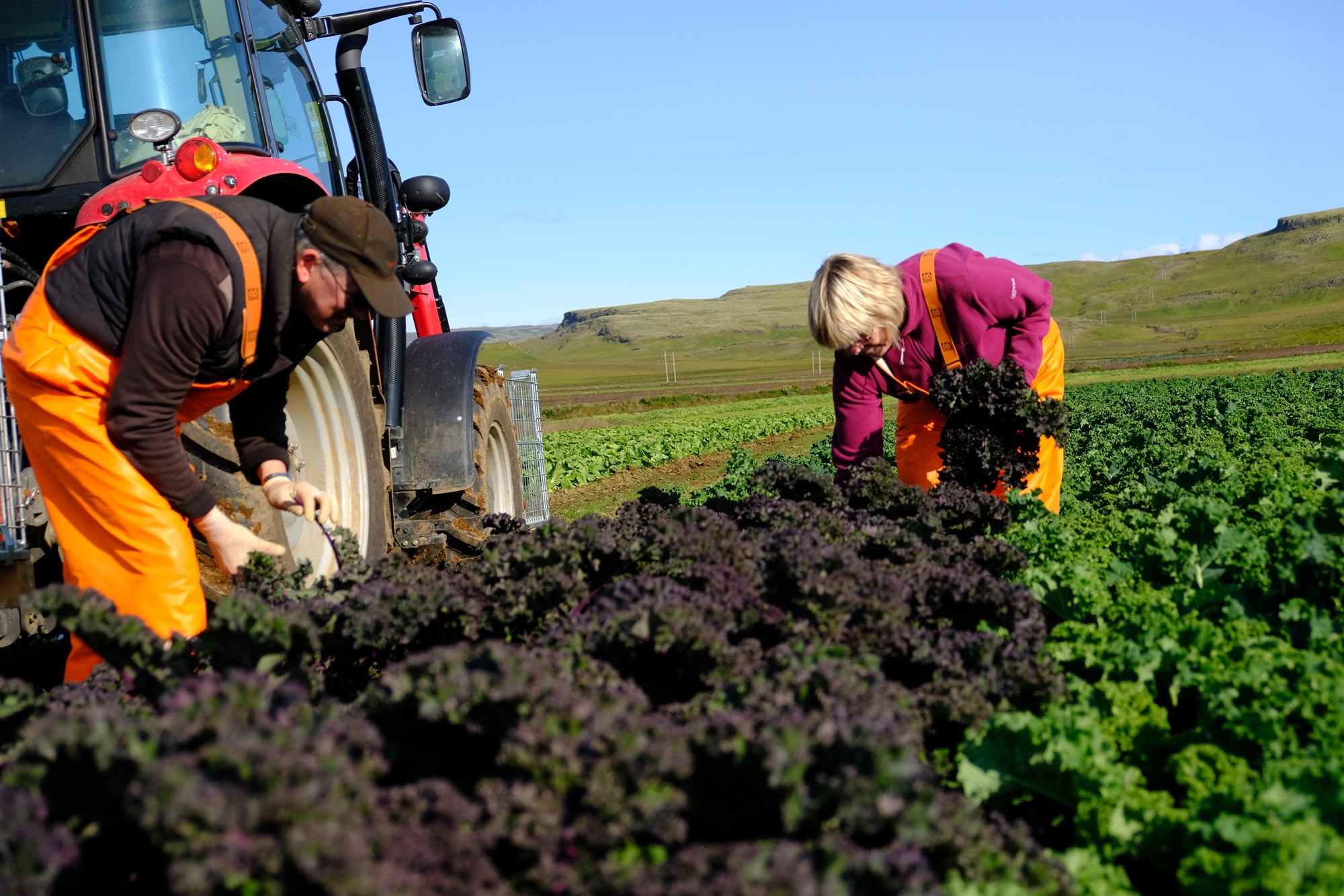 Umfang útiræktunar dregst saman