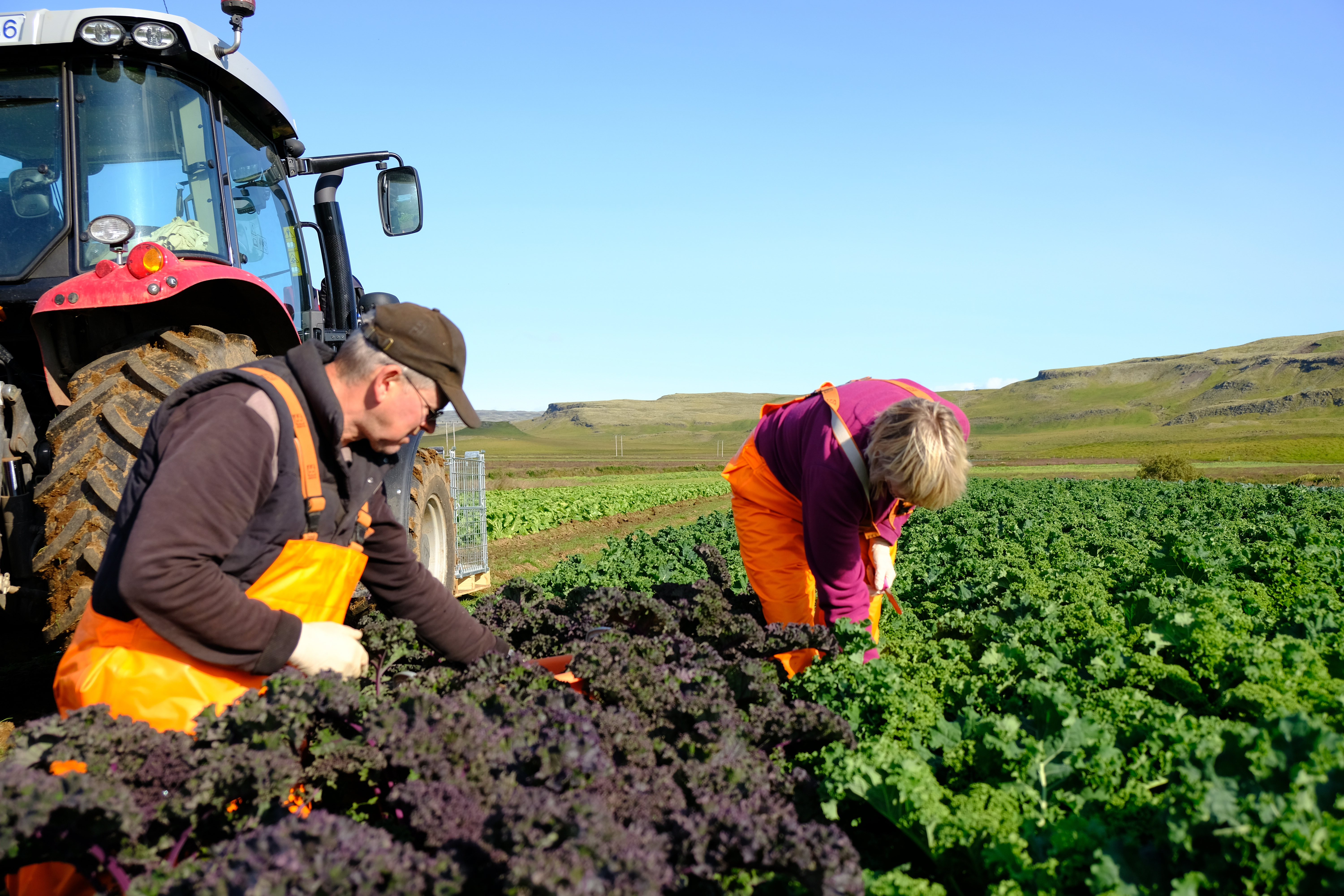 Lagt til að beingreiðslur nái til allra tegunda grænmetis