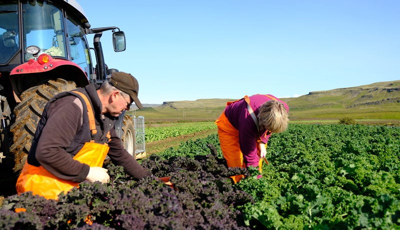 Lagt til að beingreiðslur nái til allra tegunda grænmetis