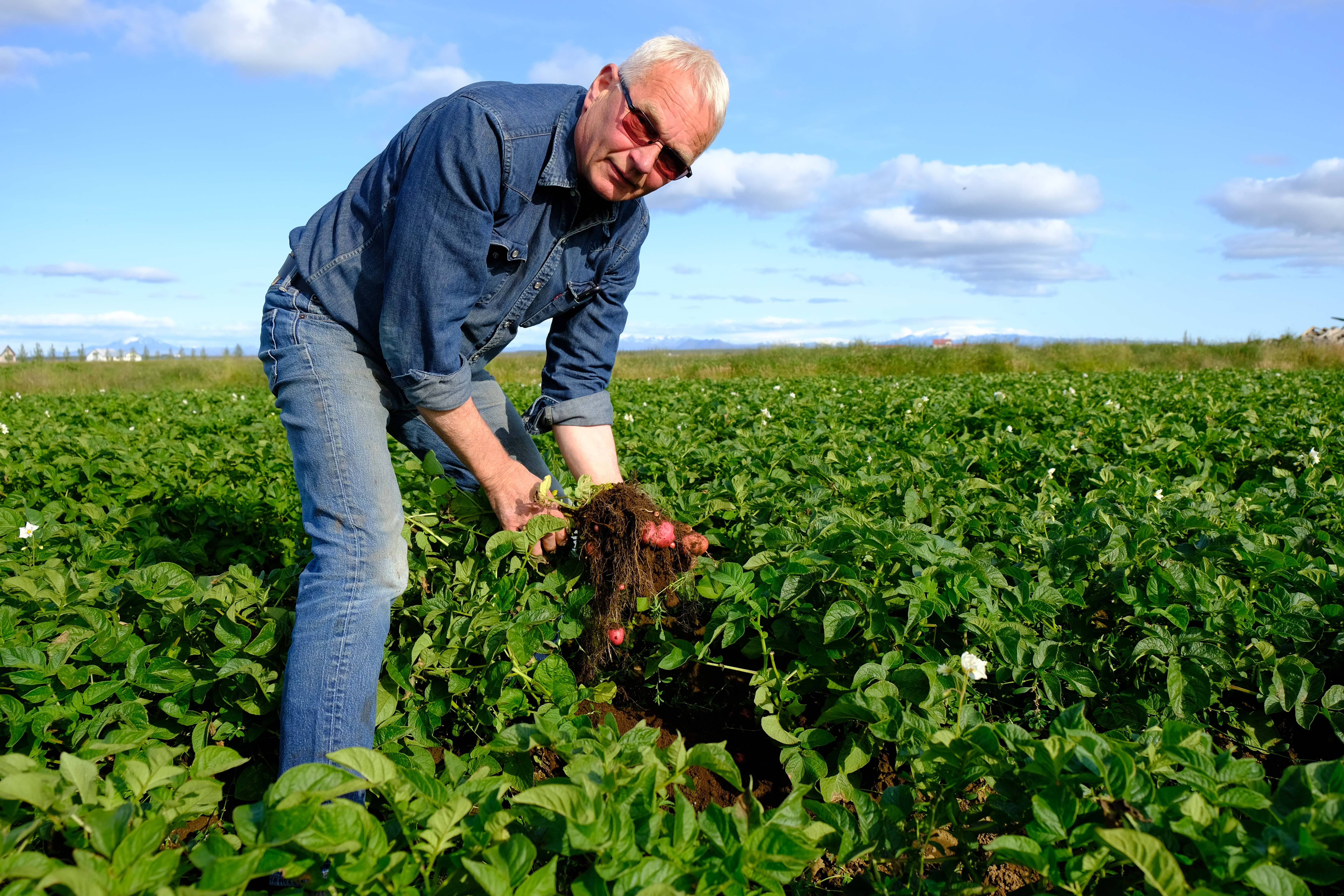 Slæmar uppskeruhorfur hjá kartöflubændum í Flóahreppi