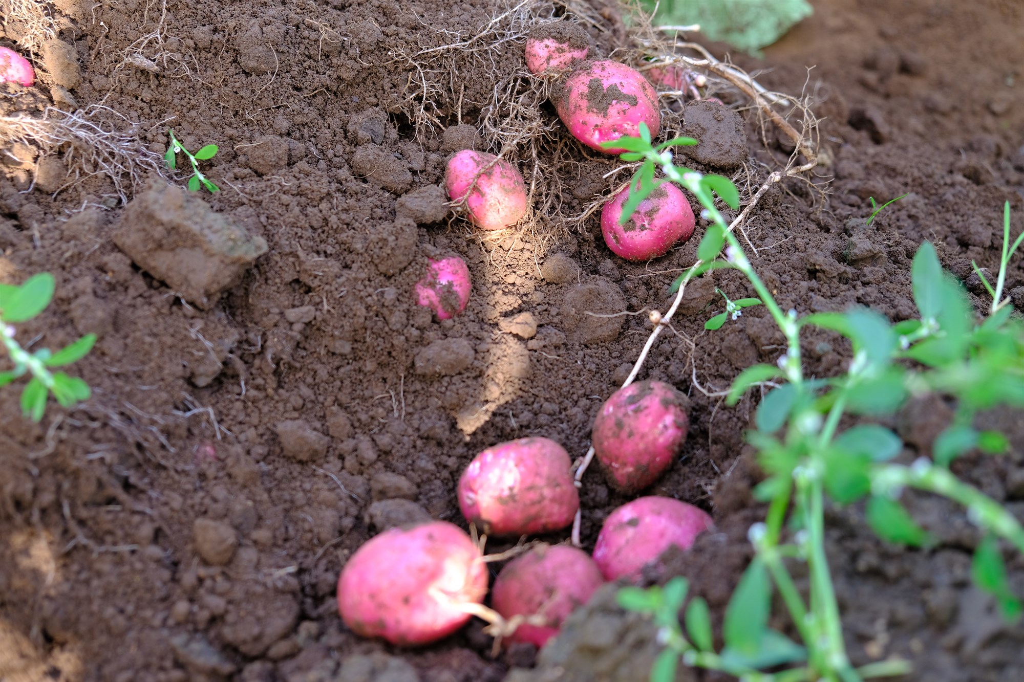Lök uppskera á kartöflum og gulrótum á síðasta ári