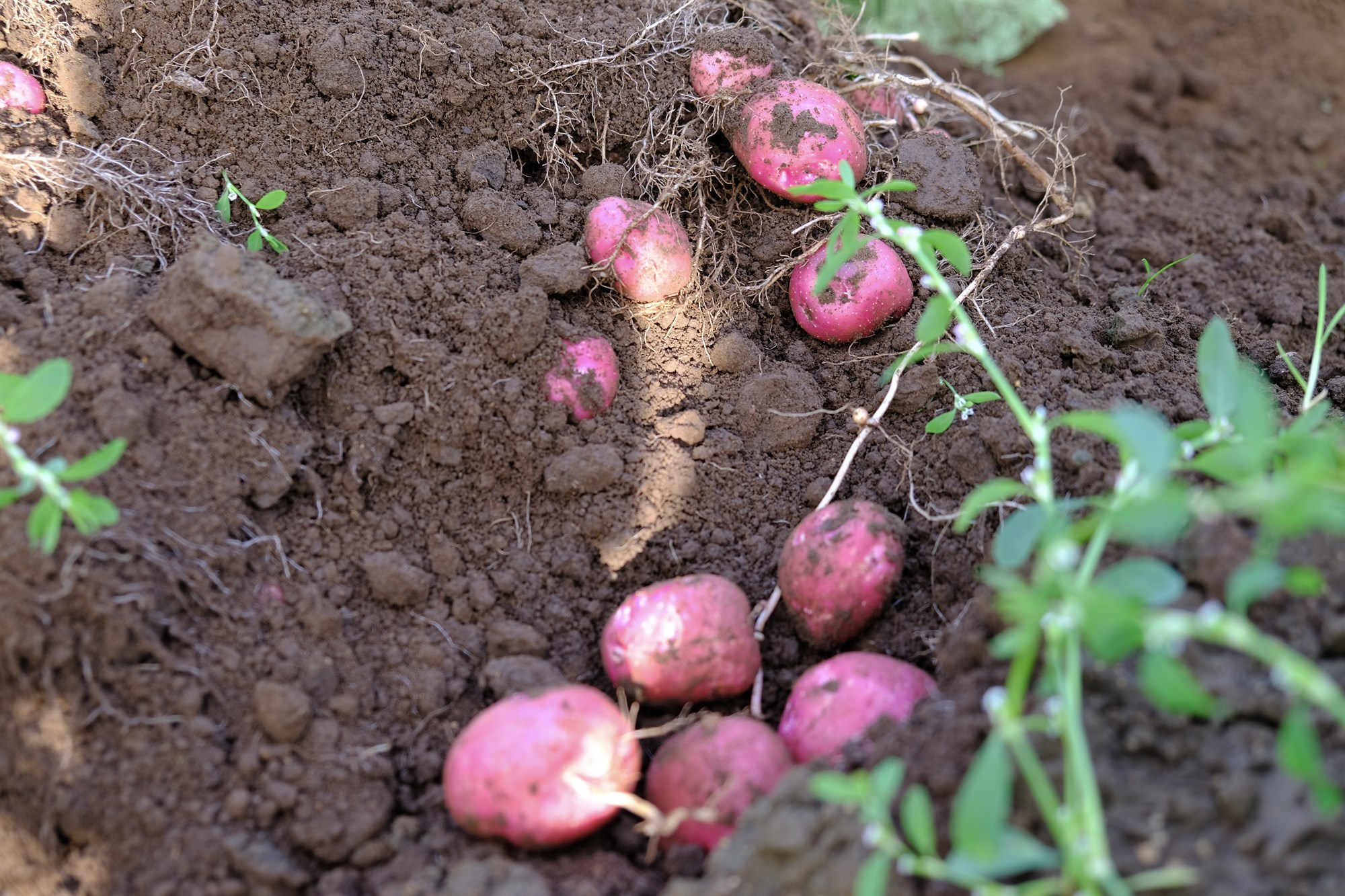 Um þúsund tonna minni kart­öfluuppskera á síðasta ári 