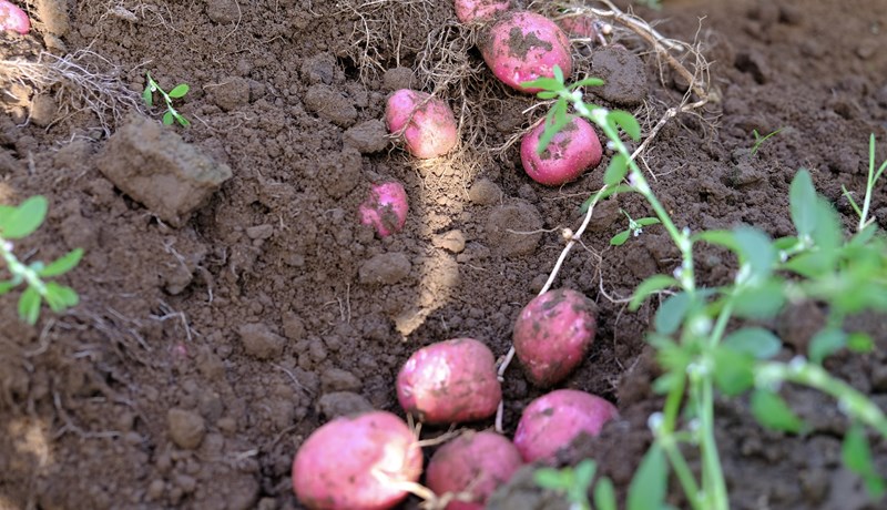 Um þúsund tonna minni kartöfluuppskera á síðasta ári