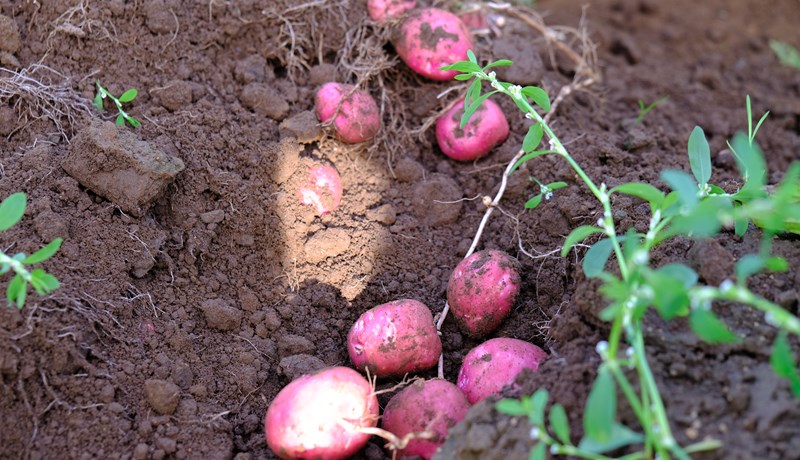 Útlit fyrir góða kartöfluuppskeru sunnanlands