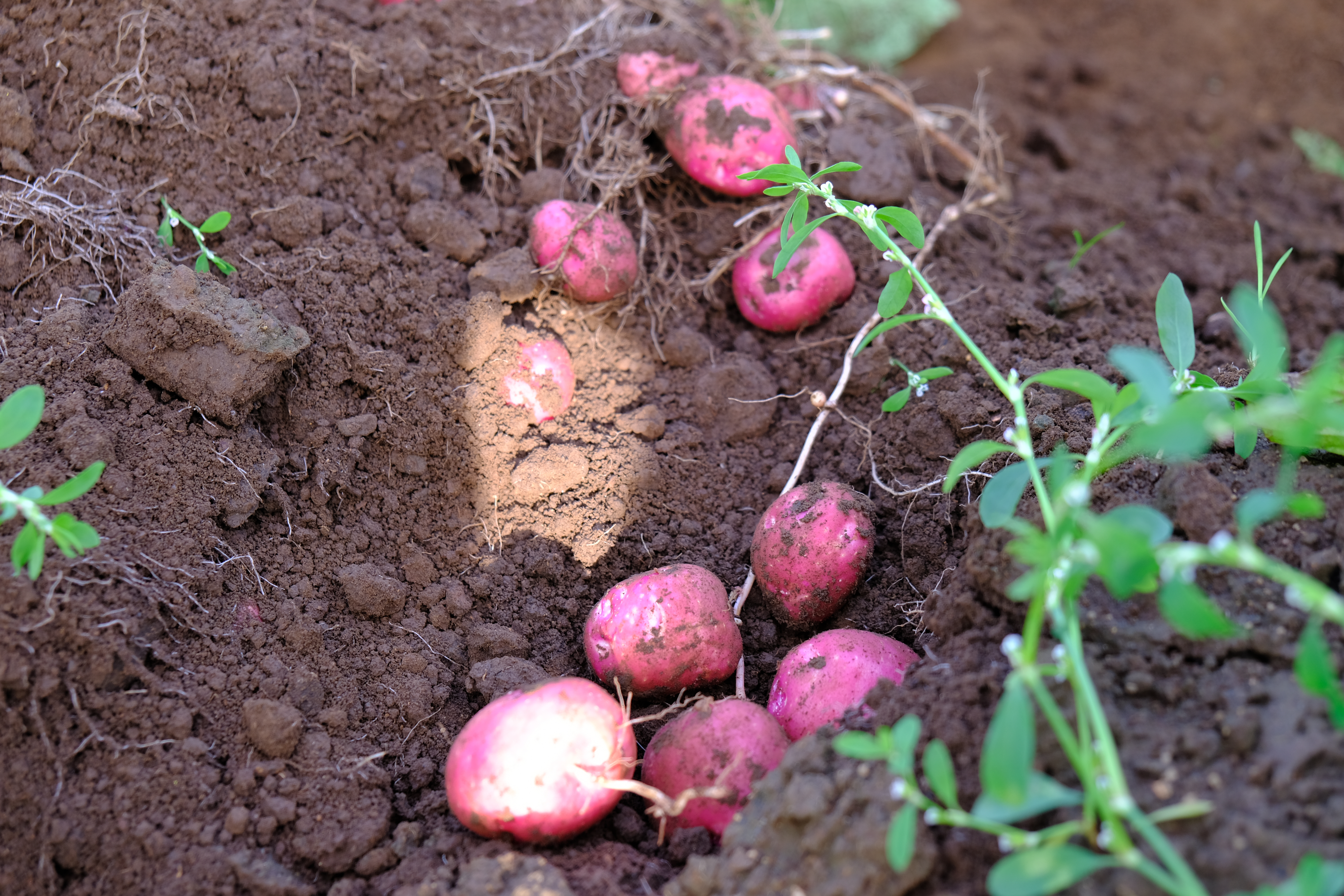 Ferskt íslenskt kínakál og nýjar kartöflur í verslanir