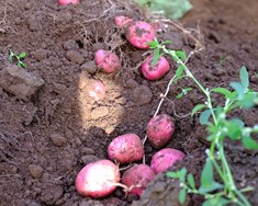 Árangursríkar vistvænar aðferðir við illgresiseyðingu