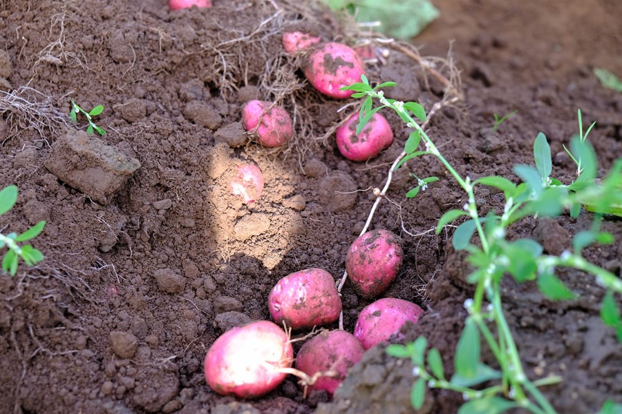 Úr kartöflutilrauninni var ívið minni uppskera úr reitnum sem úðaður var með illgresiseyði, en þó ekki tölfræðilega marktækur munur. 