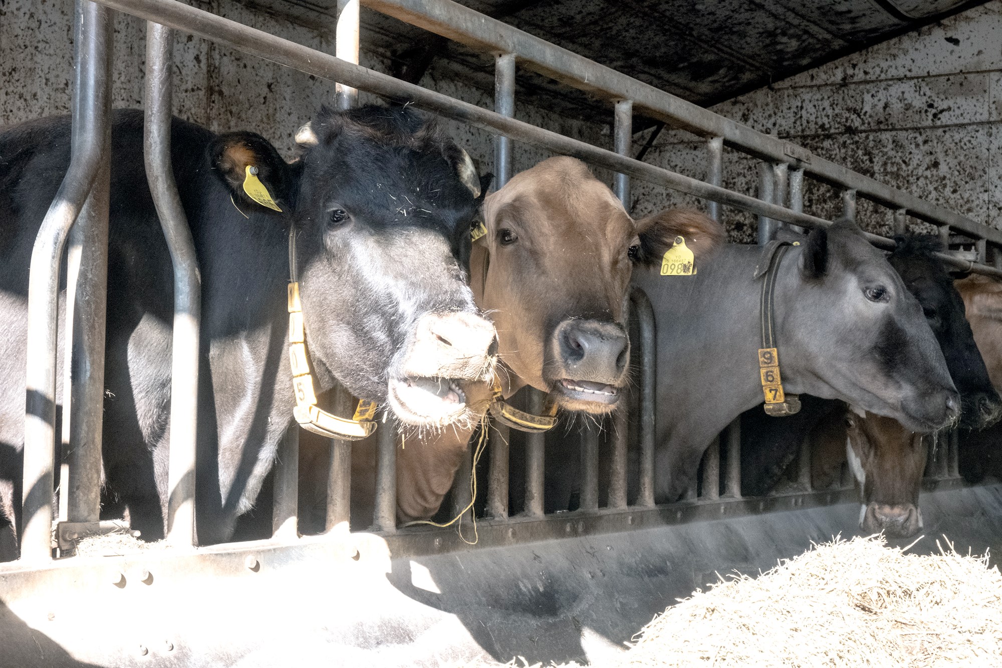 Hálfur milljarður til nautgripa- og sauðfjárbænda