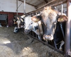 Hörð andstaða gegn breytingum í samkeppnisátt