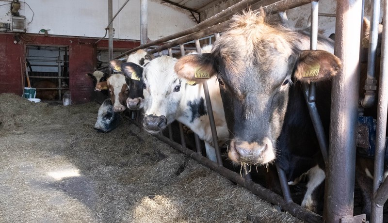 Hörð andstaða gegn breytingum í samkeppnisátt
