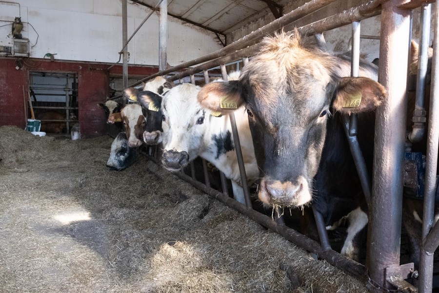 Hörð andstaða birtist í umsögnum um frumvarpsdrög að breytingum á búvörulögum í samkeppnisátt. Ekki síst um að undanþáguheimild afurðastöðva í mjólkuriðnaði til að vinna saman og sameinast verði felld brott.