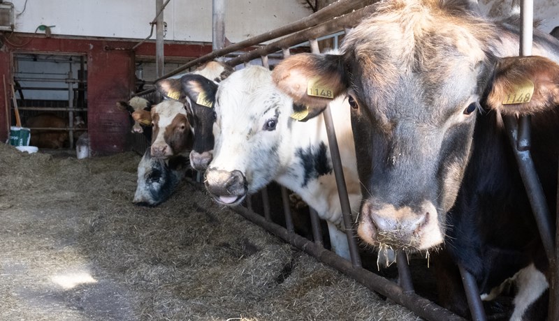 Aðgerðaáætlun staðfest