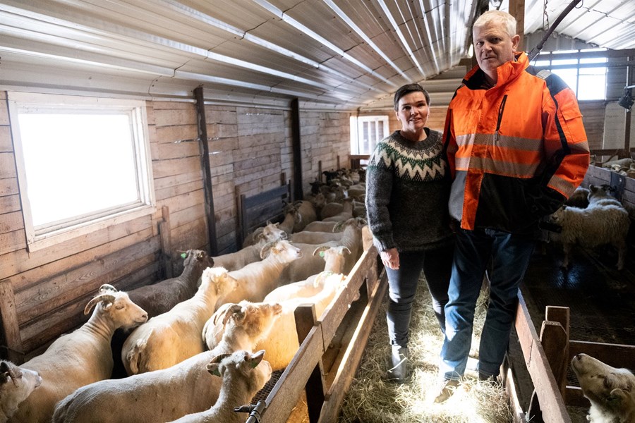 Hjónin Ólína Þóra Friðriksdóttir og Eiríkur Jónsson í fjárhúsunum í Gýgjarhólskoti.