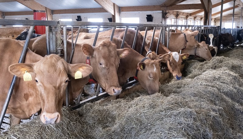 Hin hliðin á peningnum