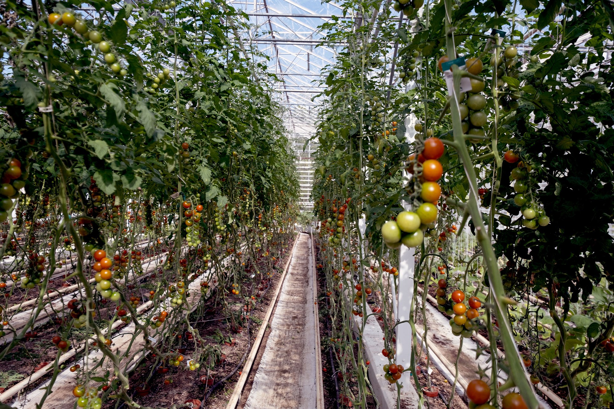 Sólheimar án  lífrænnar vottunar