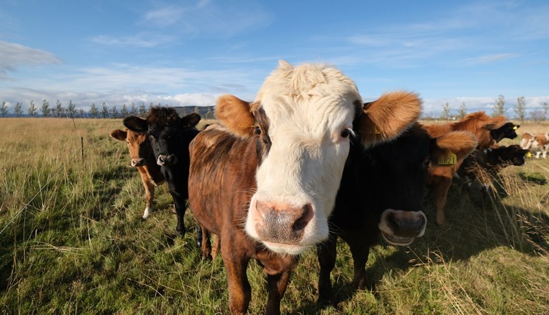 Aukið virði framleiðslunnar