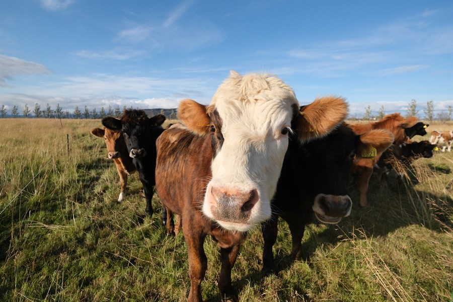 Aukið virði framleiðslunnar