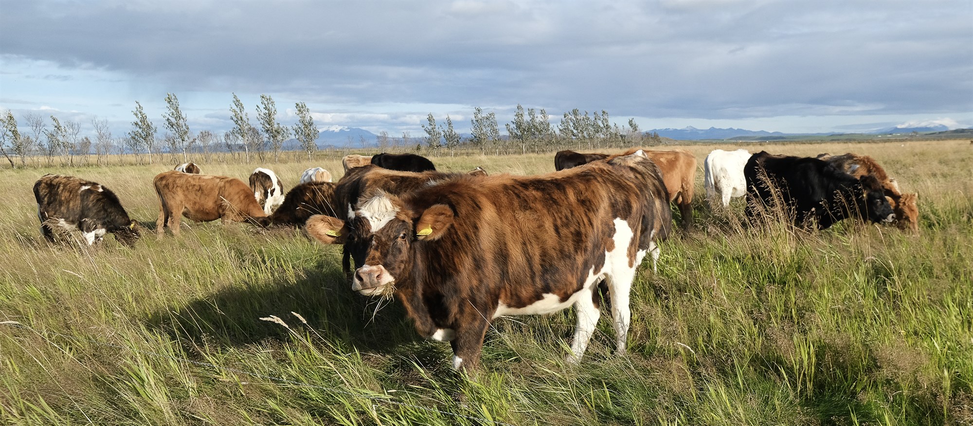 Aldrei fleiri umsóknir um nýliðunarstuðning