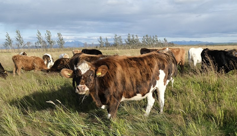 Aldrei fleiri umsóknir um nýliðunarstuðning