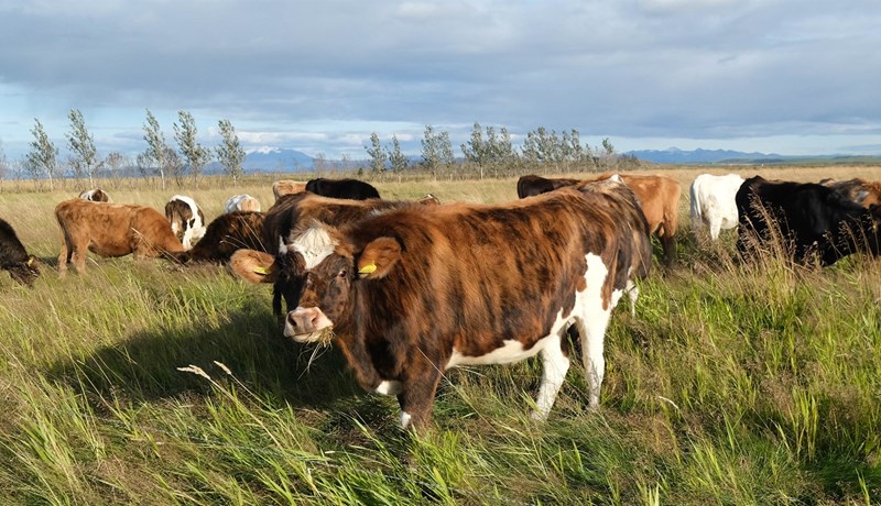 Hefur hækkað verð á nautakjöti skilað sér til bænda?