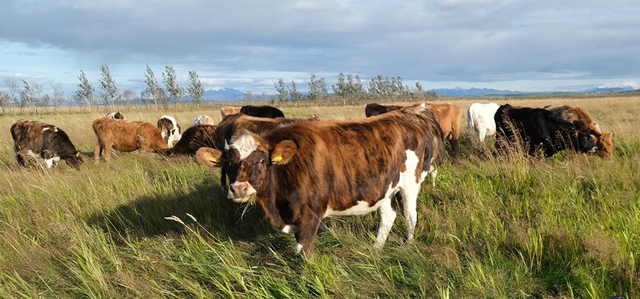Stöðug fækkun lifandi nauta hefur verið á undanförnum árum.