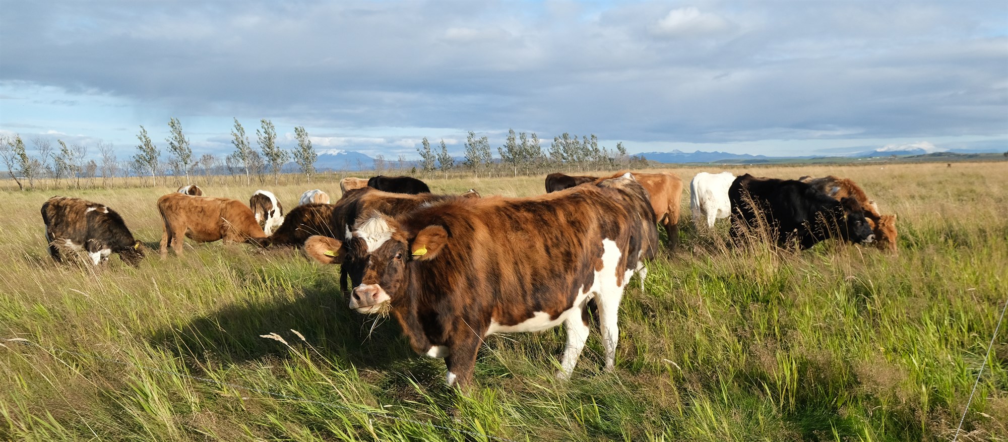 Hækkun á afurðaverði