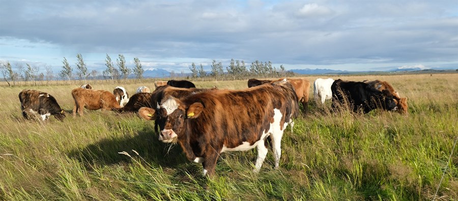Um sex prósenta hækkanir eru á afurðaverði nautgripabænda.